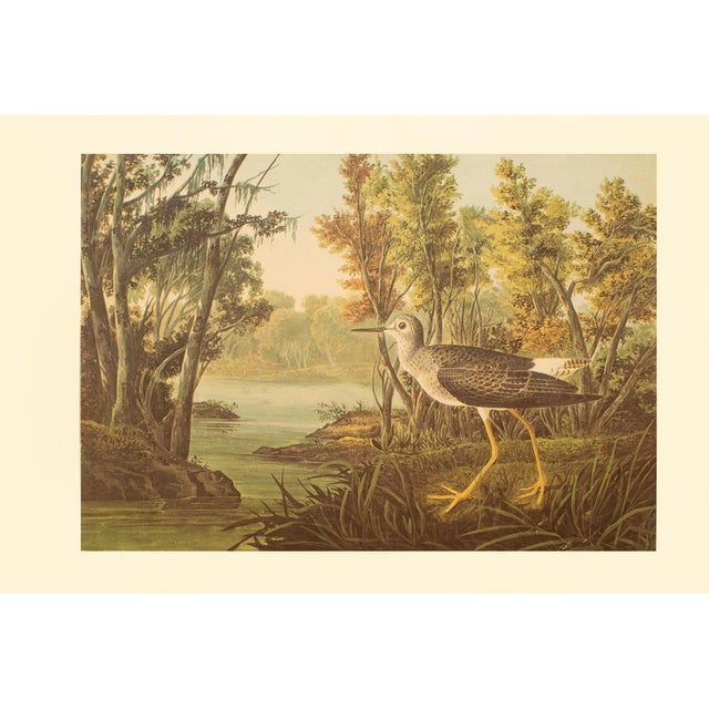Verdigris 1966 Vintage Farmhouse Cottage XL Print "Yellowshank" After John James Audubon For Sale - Image 8 of 9