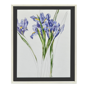 Purple Iris Botanical Watercolor by Deborah Eddy