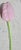 German Art Deco Glass Tulip For Sale - Image 4 of 4