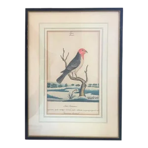 Antique 18th Century George III Ink & Watercolor Painting of the Dominican Cardinal Bird by William Goodall
