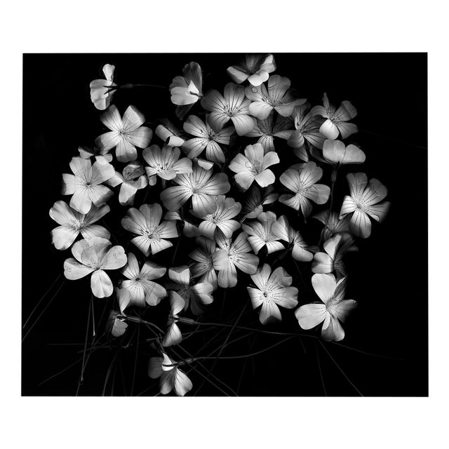 Ugne Pouwell, Bloom Cluster, 2024, Photography For Sale