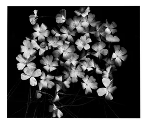 Ugne Pouwell, Bloom Cluster, 2024, Photography