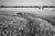 Not Yet Made - Made To Order Paul Cooklin, Wheat Field, Occold Iv, Edition of 50 For Sale - Image 5 of 5