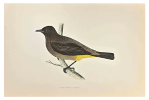Alexander Francis Lydon, Gold-Vented Thrush, Woodcut Print, 1870
