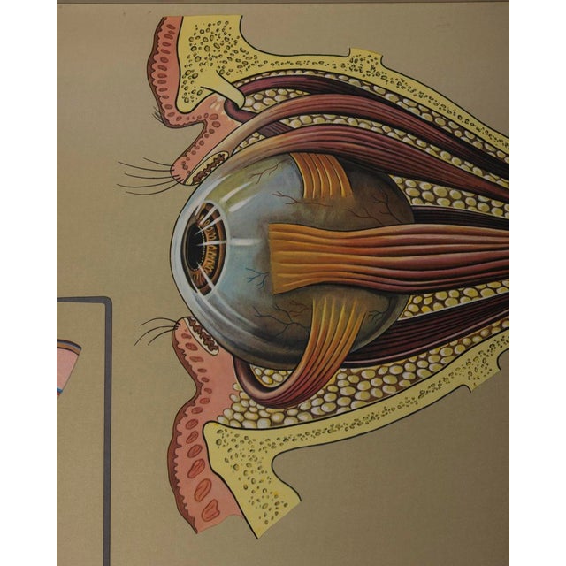 Vintage School Poster the Eye and Its Functions from Lehrmittelverlag Wilhelm Hagemann, 1970s For Sale - Image 11 of 15