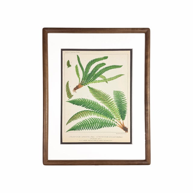 19th-Century European Fern Gallery | Set of 16 Framed Botanical Prints For Sale - Image 10 of 12