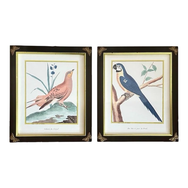 Pair of Chelsea House French Ornithological Bird Prints Featuring a Wood Grouse & a Blue & Yellow Macaw, in Ebony Frames With Brass Butterfly Corners For Sale