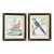 Pair of Chelsea House French Ornithological Bird Prints Featuring a Wood Grouse & a Blue & Yellow Macaw, in Ebony Frames With Brass Butterfly Corners For Sale