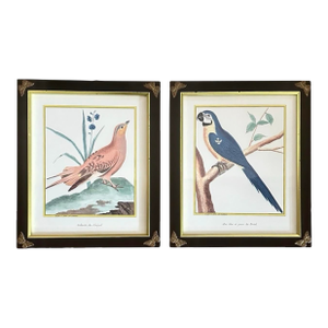 Pair of Chelsea House French Ornithological Bird Prints Featuring a Wood Grouse & a Blue & Yellow Macaw, in Ebony Frames With Brass Butterfly Corners