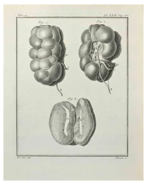 François Basan, Anatomy, Etching by François Basan, 1771