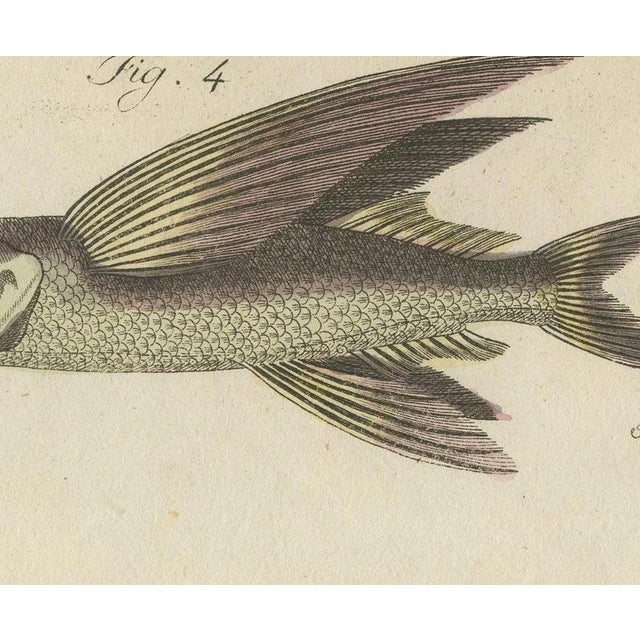 19th Century Bertuch, Flying Fish with a Flying Gurnard, 1805, Print For Sale - Image 5 of 12