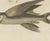 19th Century Bertuch, Flying Fish with a Flying Gurnard, 1805, Print For Sale - Image 5 of 12