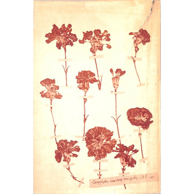 "Old Carnations & Pinks" 1955 Moreton, C. Oscar For Sale - Image 10 of 11
