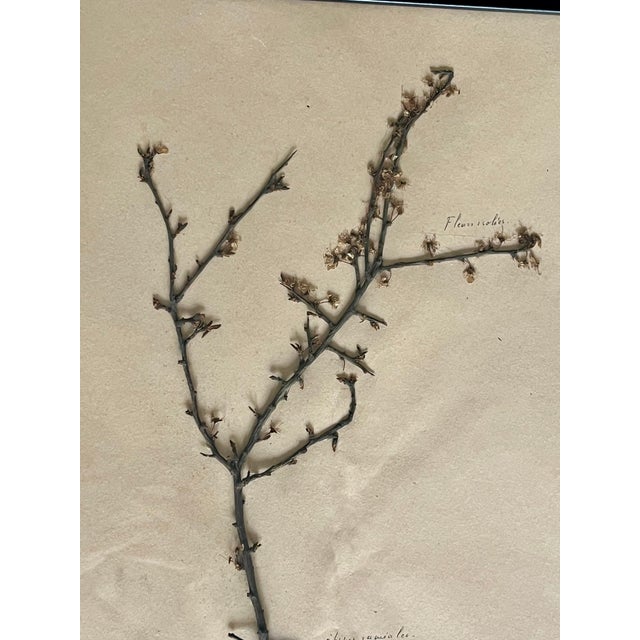 1965 French Herbarium Botanical Specimens – Set of 9 Custom Framed Pressed Botanicals For Sale - Image 17 of 18