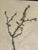 1965 French Herbarium Botanical Specimens – Set of 9 Custom Framed Pressed Botanicals For Sale - Image 17 of 18