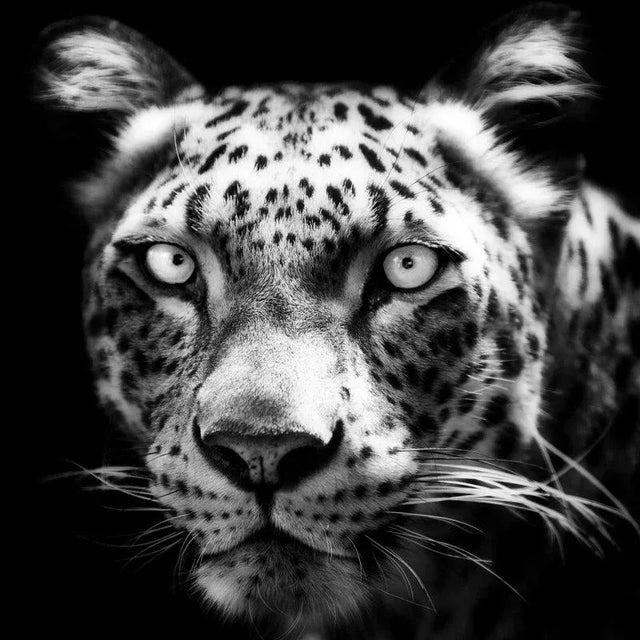 Andrew Davies, Persian Leopard, Photograph, in Flawless conditions. Designed from 2000 This piece has an attribution mark,...