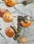 Traditional Marilene Foxx Pucker Fruit Botanical Watercolor For Sale - Image 3 of 8