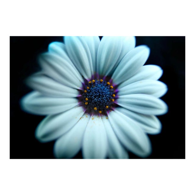 "White Candy" Macro Photograph For Sale