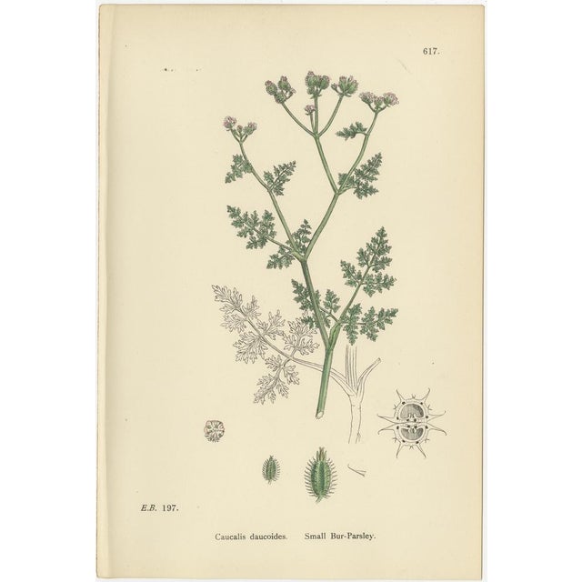 Title: Delicate British Botanical Trio – Hand-Colored Bur-Parsley Prints, England 1902 : This elegant set of three...