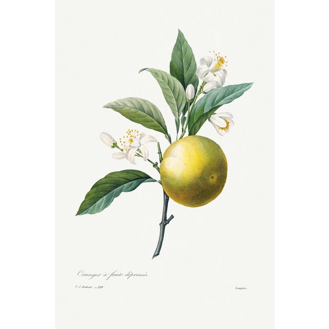 Orange by Redouté, Vintage Botanical Art Print, 24" X 36" For Sale