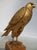Egyptian Carved Gilt Wood Falcon Circa 1950s For Sale In New York - Image 6 of 7