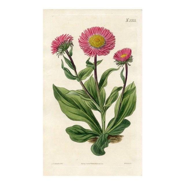 1822, Aster Botanical Print, Curtis's Botanical Magazine, Original Antique Botanical Print, Engraving, England For Sale