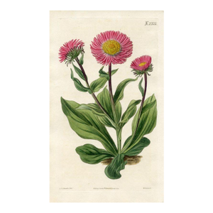 1822, Aster Botanical Print, Curtis's Botanical Magazine, Original Antique Botanical Print, Engraving, England