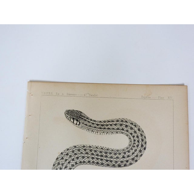 Antique mid 19th century lithograph on paper of snake book plate. Published by the US Pacific Railroad Exploration and...