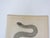 Antique mid 19th century lithograph on paper of snake book plate. Published by the US Pacific Railroad Exploration and...