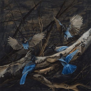 Stellar Jays on Birch by Terra Novak | Oil on wood Blue jays perched on a birch branch.
