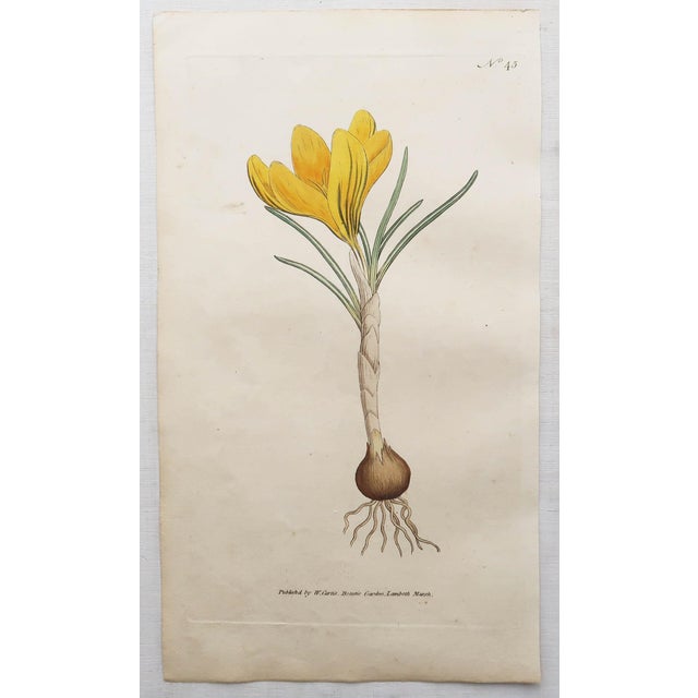 After Sowerby, Botanical Prints, 1793, Lithograph, Set of 12 For Sale - Image 7 of 14