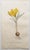 After Sowerby, Botanical Prints, 1793, Lithograph, Set of 12 For Sale - Image 7 of 14