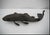 Japanese Bronze koi fish sculpture, most likely dating from Meiji era. Highly detailed, featuring individual scales, fins,...
