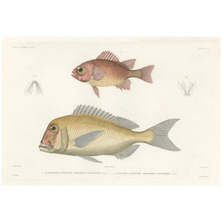 Soldierfish and Bluefin Seabream, 1846, Paper For Sale