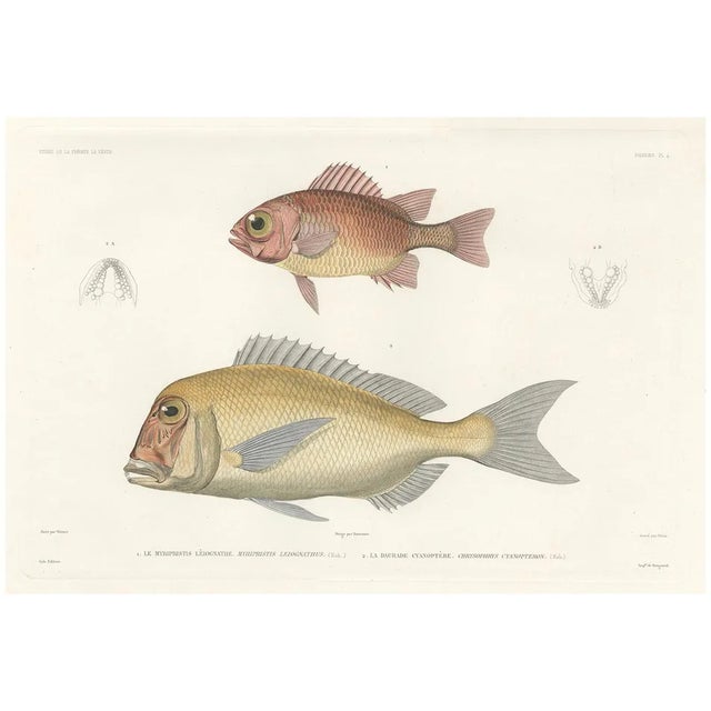 Soldierfish and Bluefin Seabream, 1846, Paper For Sale