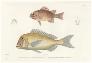 Soldierfish and Bluefin Seabream, 1846, Paper