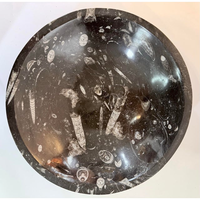 Bring a sense of ancient wonder to your space with this striking Orthoceras fossil—an extraordinary remnant of prehistoric...