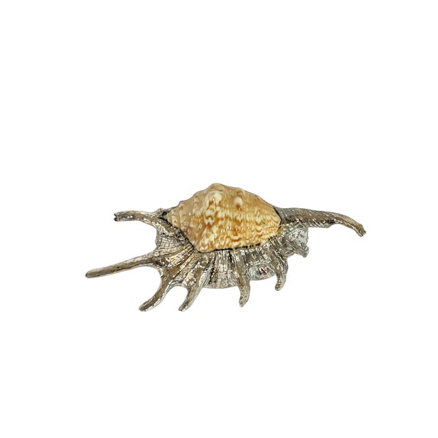 Beautiful partially silvered real spider conch shell. In the style of Bucellati.