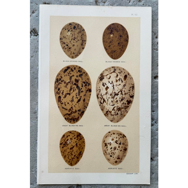 Late 19th Century Set of 8 English Late 19th Chromolithographs of Bird Eggs For Sale - Image 5 of 10
