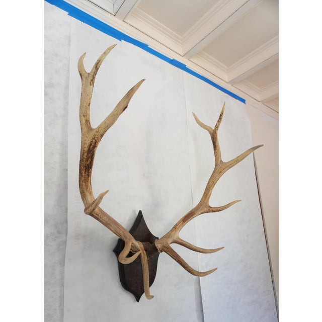 American Elk Antler Mounted on Wooden Plaque For Sale - Image 3 of 16