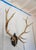 American Elk Antler Mounted on Wooden Plaque For Sale - Image 3 of 16
