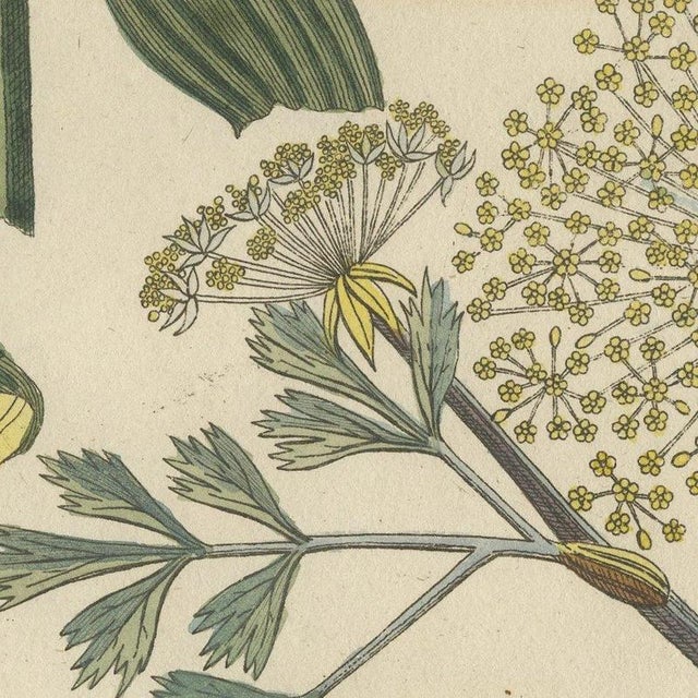 Bertuch, Galbanum and Hungarian Gentian, 1805, Print For Sale - Image 6 of 12