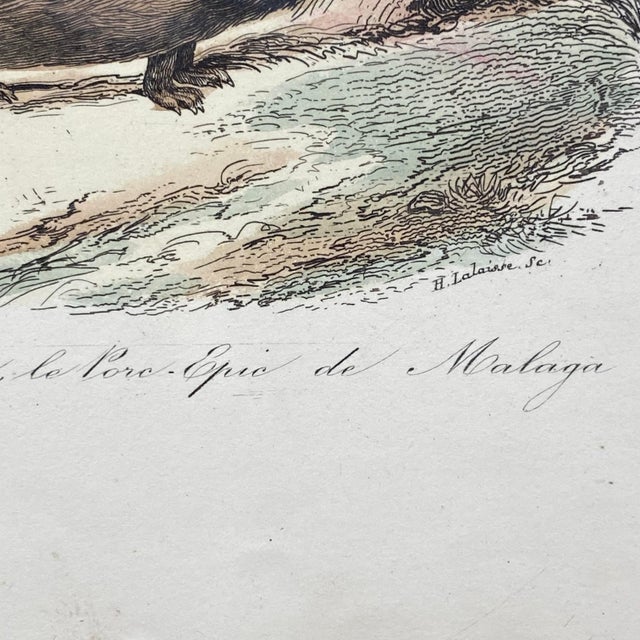 Paper French Antique 18th Century "Le Porc Epic" Porcipine Animal Engraving Hand Colored Signed Artwork For Sale - Image 7 of 12