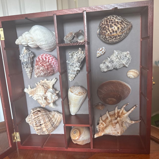 Wooden Seashell Shadow Box – Hinged Glass Display Case With Coastal Shell Collection For Sale In Minneapolis - Image 6 of 11