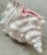 1978 Vintage Hollywood Regency Ceramic Conch Beach Shell Pink Coastal Cachepot, Planter For Sale - Image 9 of 12