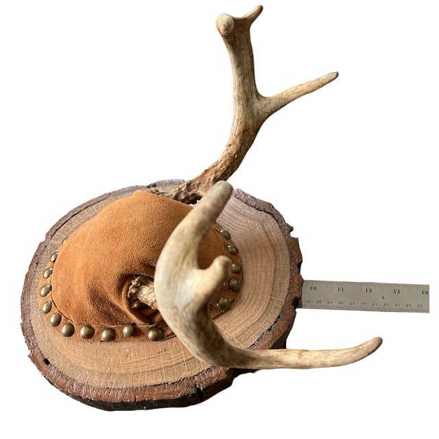 Bone Vintage Mounted Deer Antlers on Live-Edge Wood Plaque For Sale - Image 7 of 10