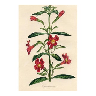 1839, Monkeyflower Botanical Print From Joseph Paxton, Original Antique Botanical Print, Lithograph, Hand-Colored, England For Sale