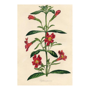 1839, Monkeyflower Botanical Print From Joseph Paxton, Original Antique Botanical Print, Lithograph, Hand-Colored, England