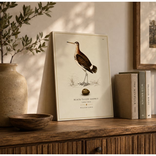 THE WILLIAM LEWIN WATERBIRDS & WADERS COLLECTION "The Black Tailed Godwit" Introduce a striking anchor of historical...