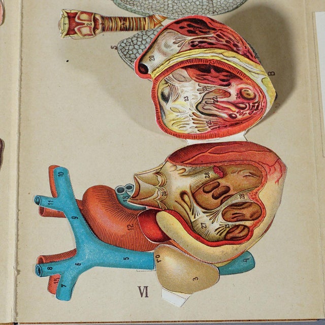 Antique Foldable Anatomical Brochure Depicting Human Anatomy | Chairish